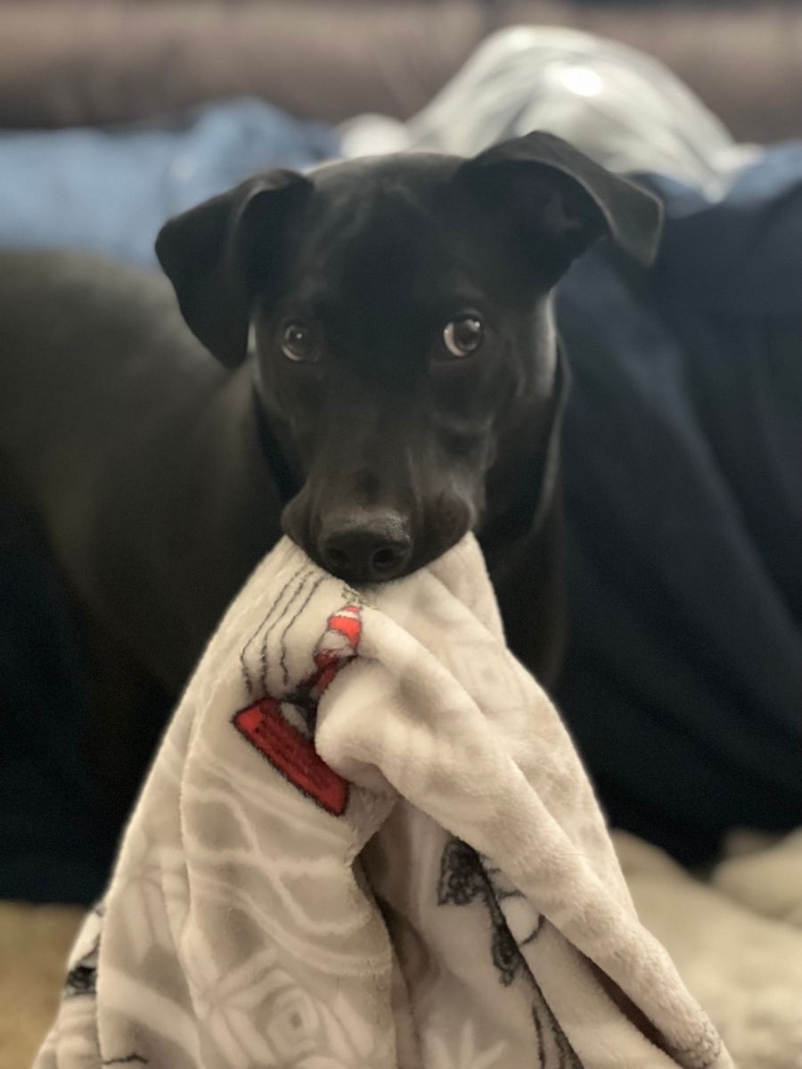 Apollo holding a blanket