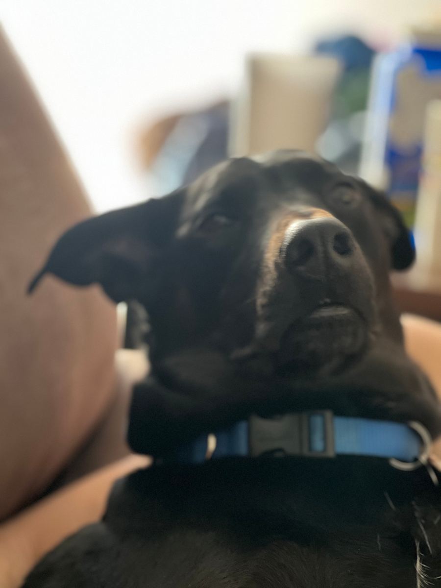 Close up, out of focus picture of Apollo with a small view of his front teeth