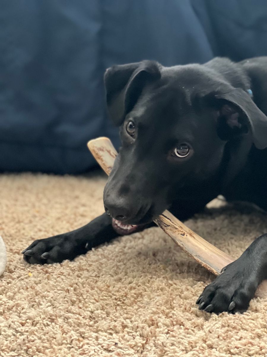 Apollo chewing on a bone