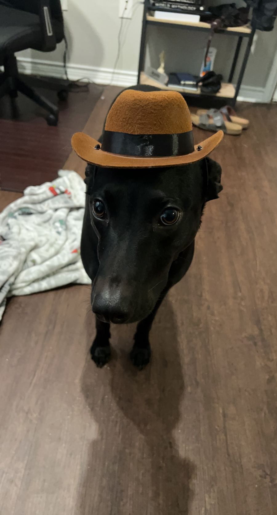 Apollo wearing a small fedora