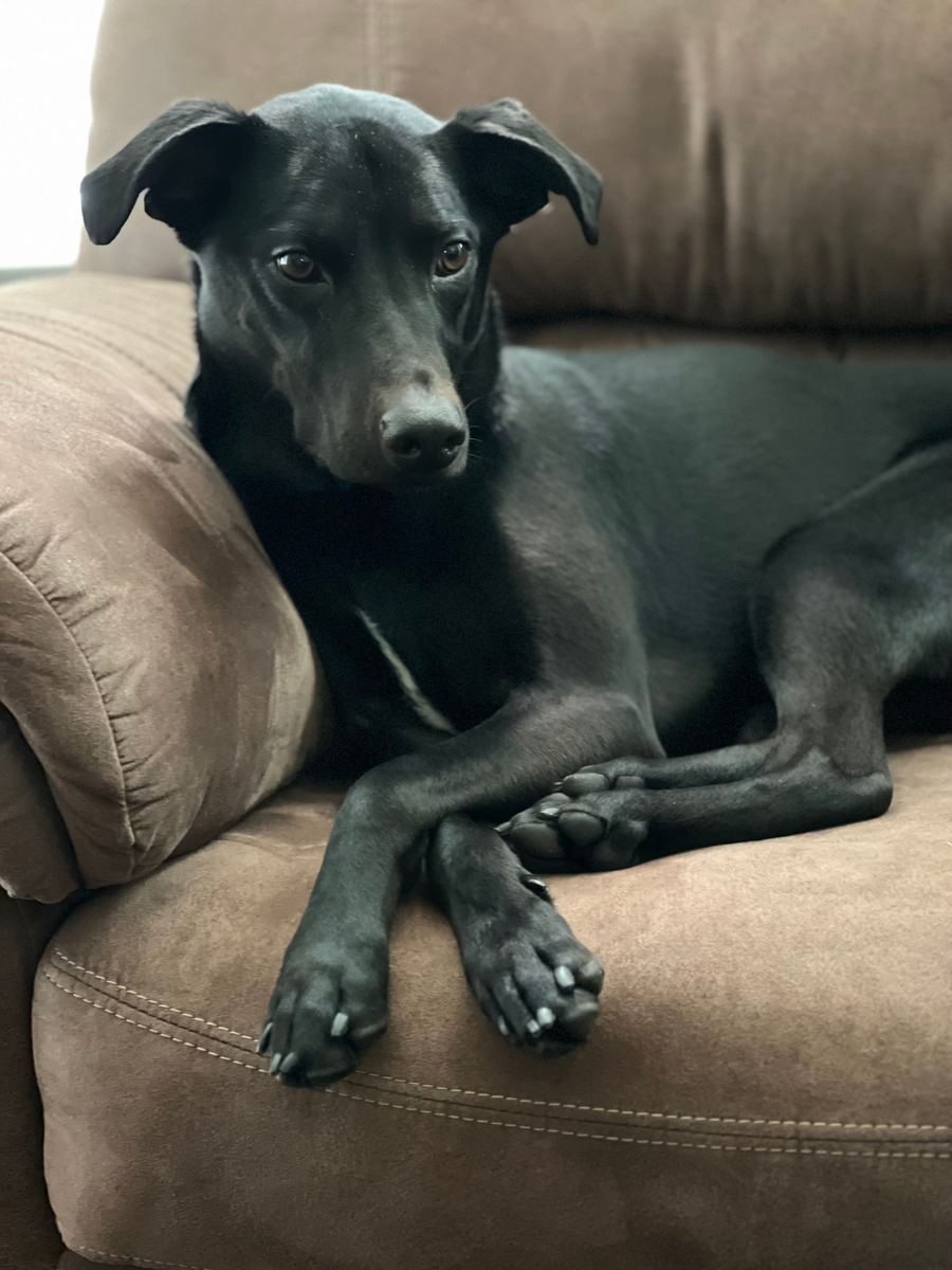 Apollo laying on a couch with his front paws crossed