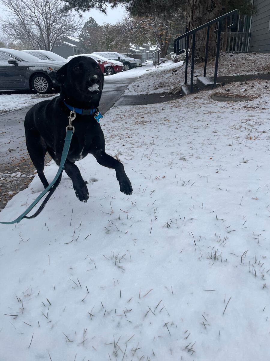 Apollo jumping in snow with a little snow on his snout