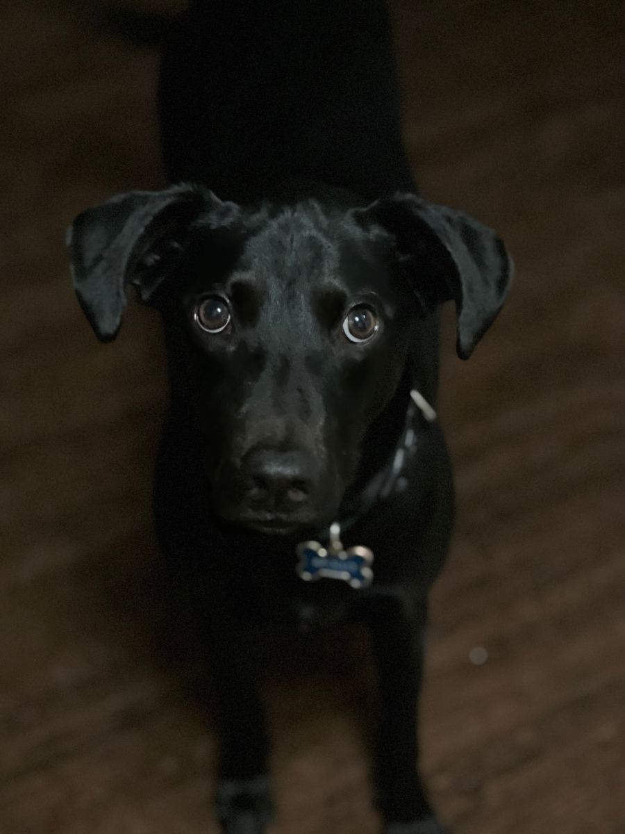 Apollo standing forward looking straight at the camera
