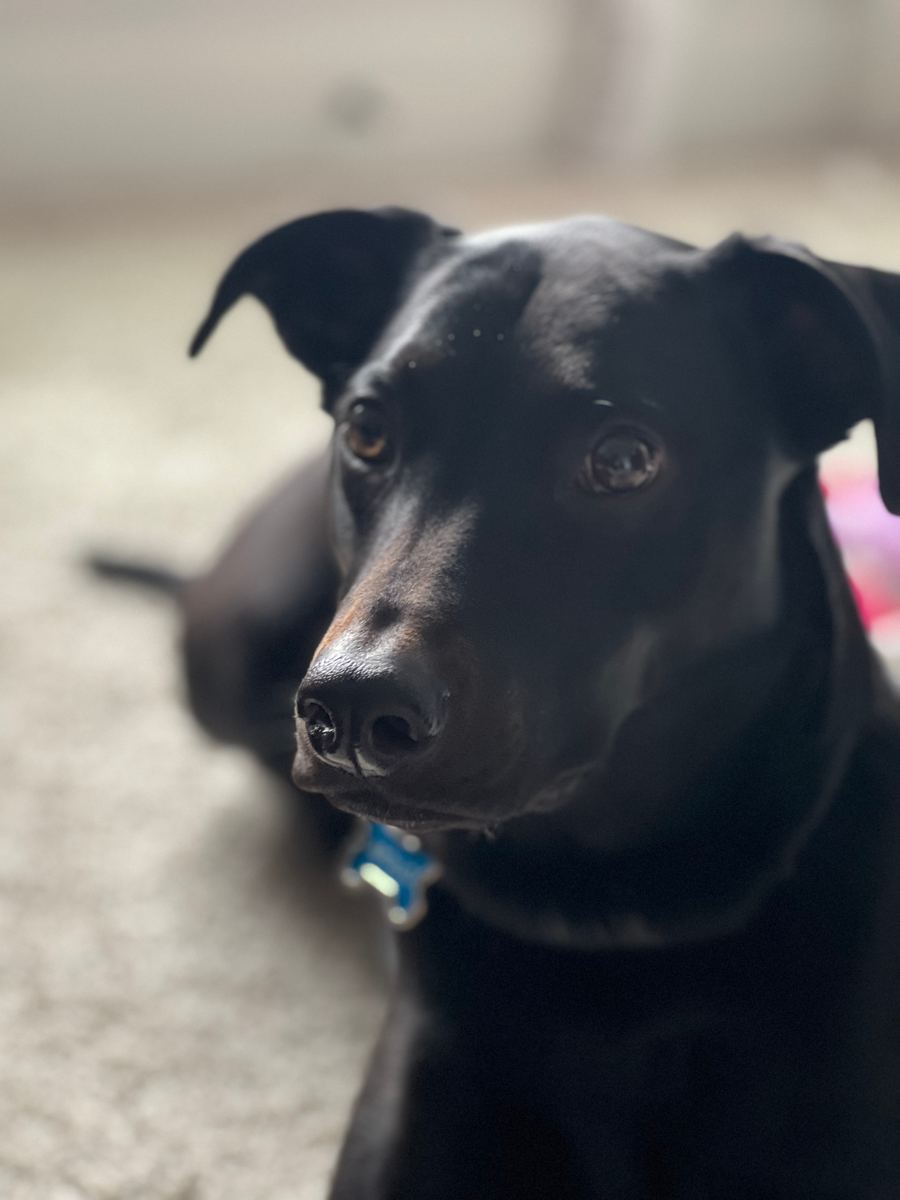 Apollo laying on carpet and facing the camera