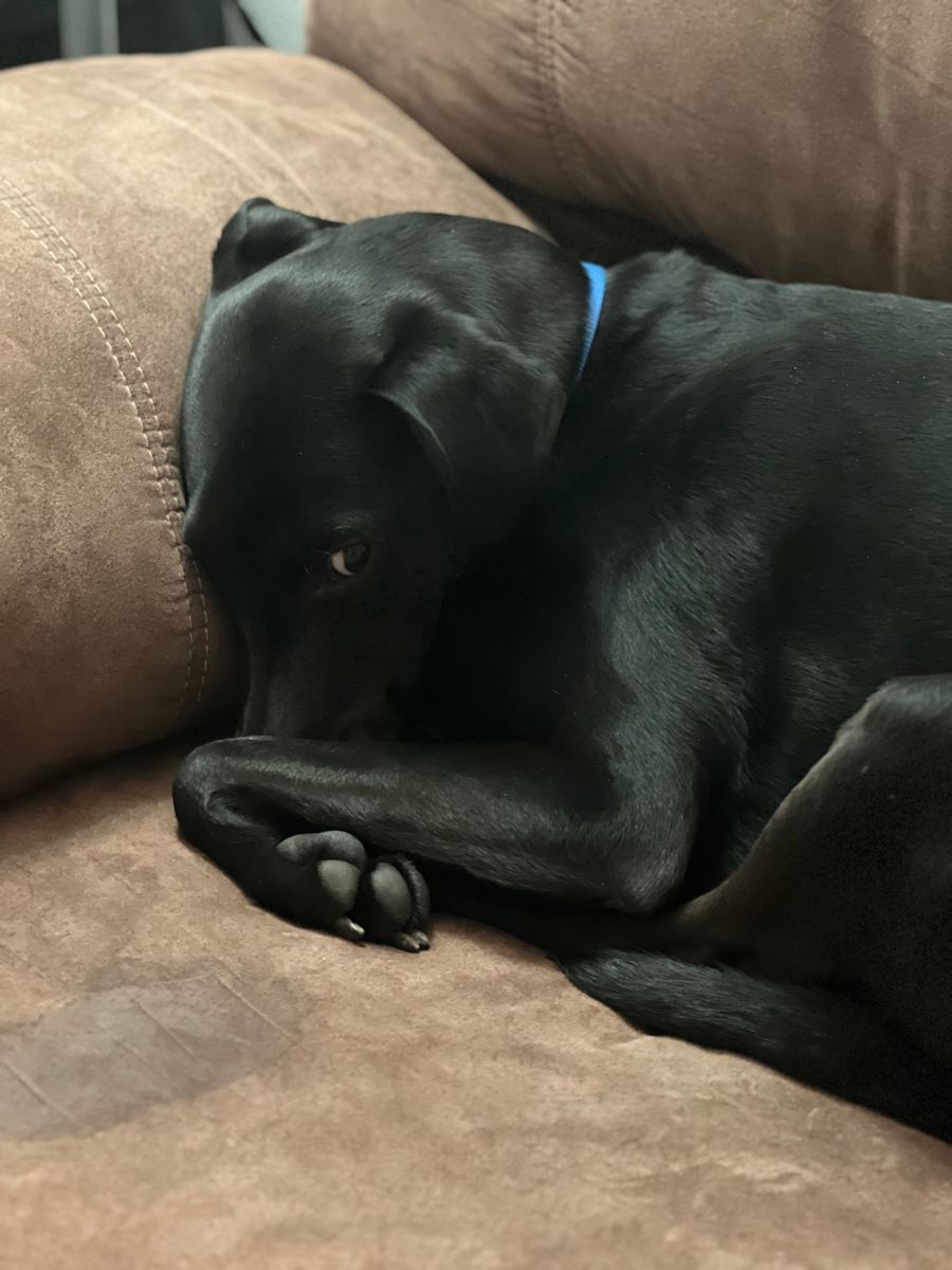 Apollo laying on a couch with his paw covering his face