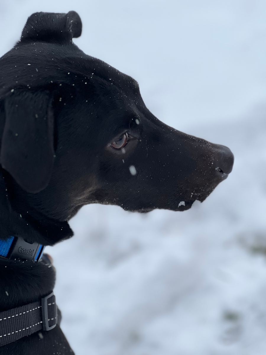 Picture from behind Apollo looking to the right in snow