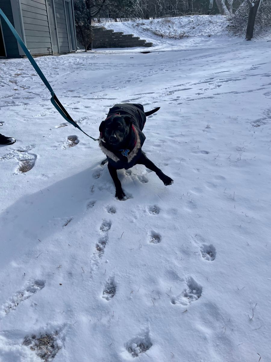 Apollo facing the camera, leaning to the left in the snow as if about to run towards the camera