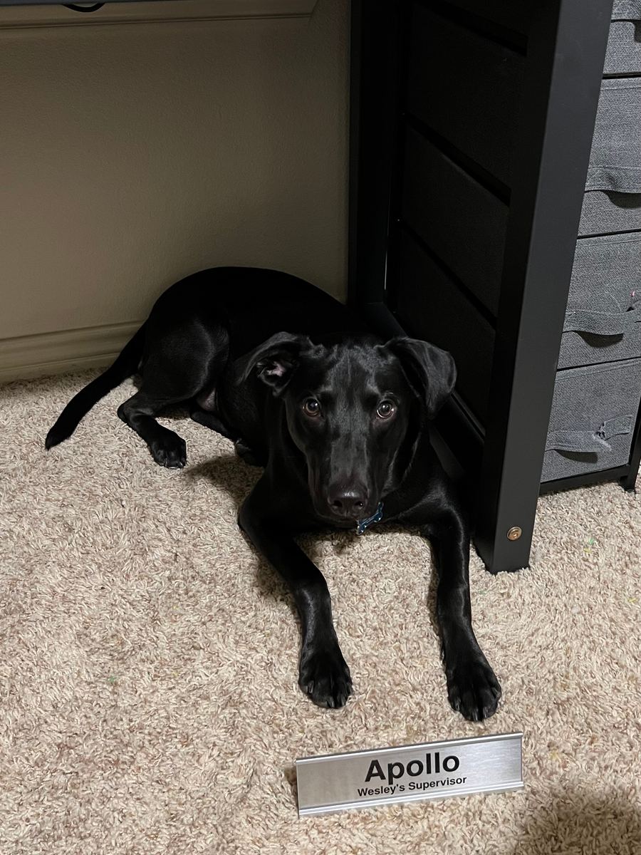 Apollo laying under a desk with a plaque in front with the text 'Apollo, Wesley's Supervisor'
