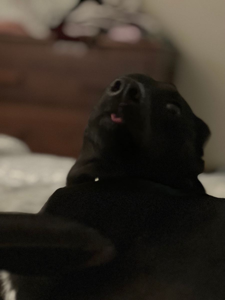 Close up of Apollo laying down and looking back with his tongue slightly sticking out