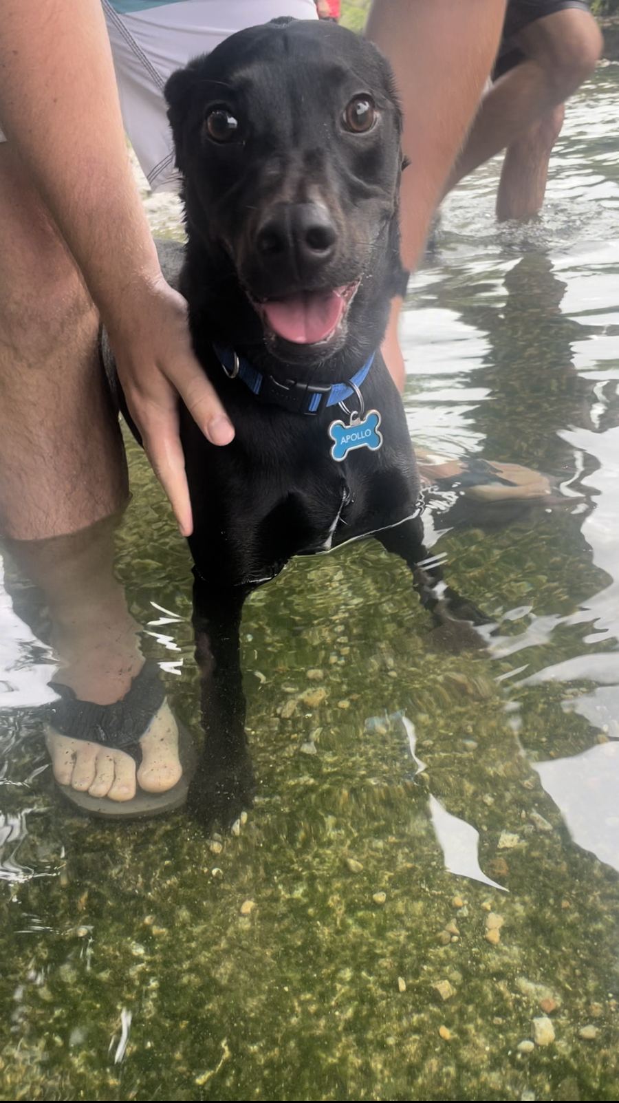 Apollo standing in water with wide eyes and ears pinned back